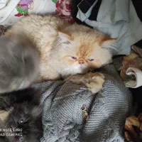 فروش گربه فلت|گربه|بجنورد, |دیوار