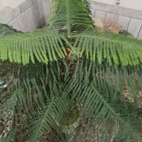 گل کاج مطبق
