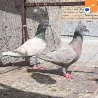 طاووسی پلاکی باختی