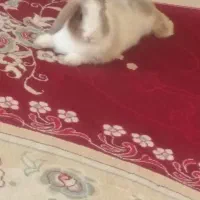 خرگوش لپ نر