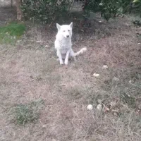 سگ لسپام|سگ|هادی شهر, |دیوار