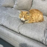 واگذاری  گربه رایگان