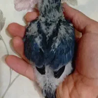 جوجه راهب کبالت سرلاکی