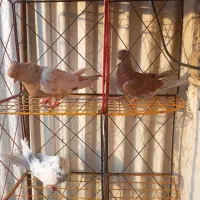 کفتر دونه 350
