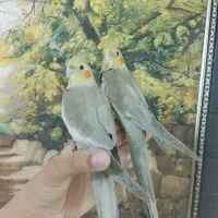 عروس هلندی ۳ ماهه