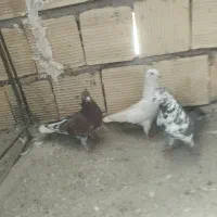 سه عدد کبوتر تهرانی درجه یک