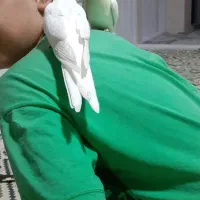 یک جفت عروس هلندی