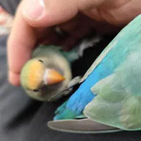 طوطی برزیلی گم شده