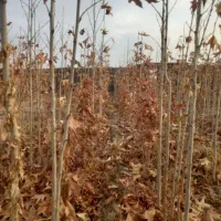 نهال چنار دوساله