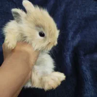 بچه خرگوش لوپ آموزش دیده