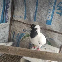 گم شده