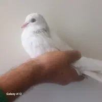 کبوتر پتی والا پرش سنگین