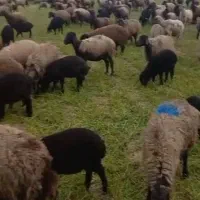 میش بره دار|حیوانات مزرعه|قرچک, داوود آباد|دیوار