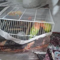 کوتوله کرمونی اصل مولد عروس قناری