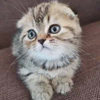 گربه‌ سالم، آرام و مناسب آپارتمان|گربه|کرمان, |دیوار