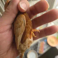 فنچ ماسکت فول اورنج بنگالی
