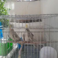 ۳تاعروس هلندی دستی با یه قفس و لوازم۳تومن