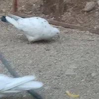 سه عدد کفتر فروشی