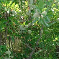 مجموعه نهالستان خرم نهال|خدمات باغبانی و درختکاری|مشهد, سیسآباد|دیوار