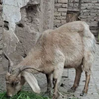 فروش گوسفند