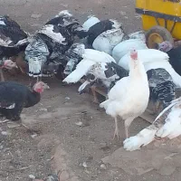 فروشی|حیوانات مزرعه|قیدار, |دیوار