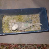 مرغ عشق مولد با قیمت استثنایی|پرنده|شیراز, دلجو|دیوار