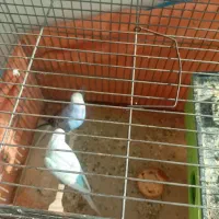 دوتا مرغ عشق نر|پرنده|پاکدشت, پاکدشت (مامازند)|دیوار