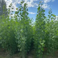 نهال صنوبر با شرایط استثنایی|خدمات باغبانی و درختکاری|سنندج, |دیوار