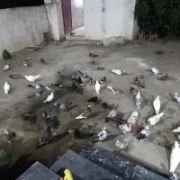 فروش کبوتر پرشی