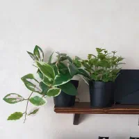 ۲عدد گیاه و گل مصنوعی|گل مصنوعی|بومهن, |دیوار