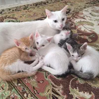 واگذاری گربه