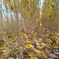 انواع نهال میوه.گردو.بادام صنوبر.کبوده عمده .خرده|گل و گیاه طبیعی|میاندوآب, |دیوار