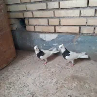 طوقی‌سیاه|پرنده|امیدیه, |دیوار