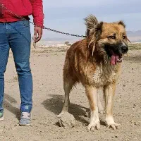 سگ نر|سگ|خمین, |دیوار