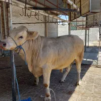 کارگر گاوداری شیری