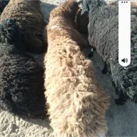 مال پلواری همه جوره