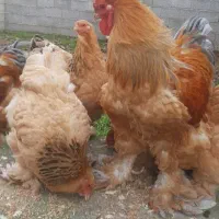 تخم مرغ برهما|حیوانات مزرعه|رشت, بیجارپس|دیوار