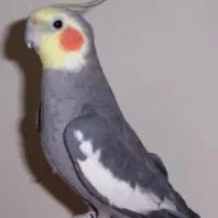 عروس هلندی گمشده