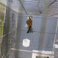 ماده|پرنده|تهران, دانشگاه شریف|دیوار