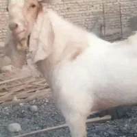 تروشت