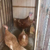 ۴ عدد بوقلمون بوربون جوان