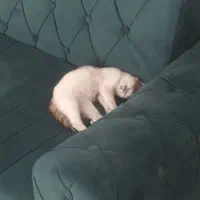 گربه