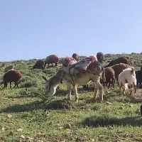 خر الاغ