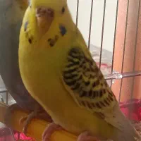 مرغ عشق