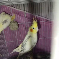 جفت عروس هلندی دوکت رام دستی