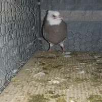 طوقی|پرنده|زاگرس, |دیوار