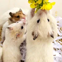 فروش همستر|موش و خرگوش|ساوه, |دیوار