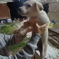 توله شکاری پاکوتاه واگذاری