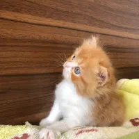 گربه پرشین|گربه|محمودآباد, |دیوار