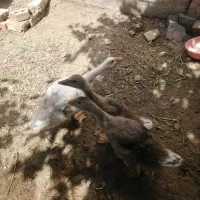 ۳ تا غاز بالغ